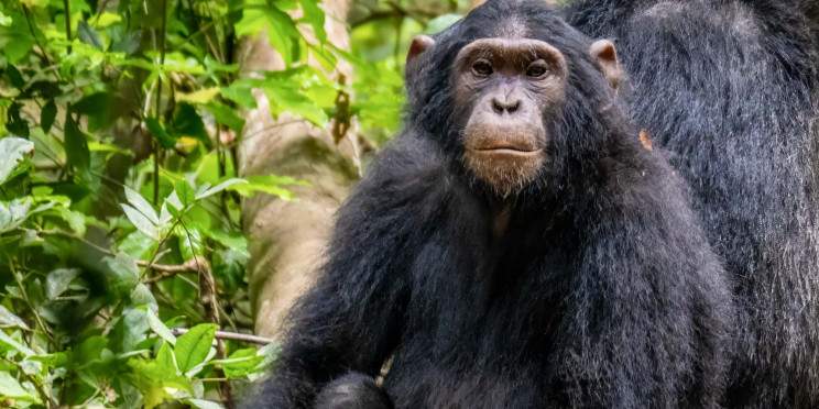 4-Day Murchison Falls and Budongo-Chimpanzee