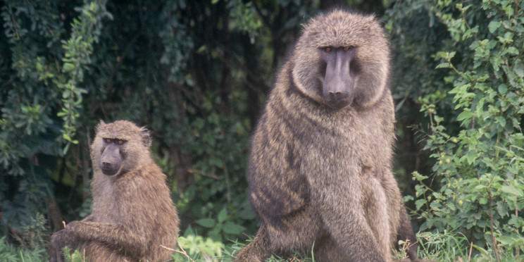 7-Day Bwindi, Kibale & Queen Elizabeth NP Mid-Range Tour