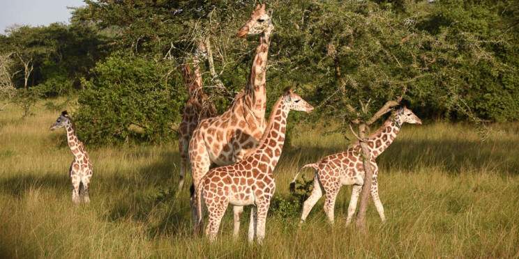 3-Day Family Wildlife Tour in Uganda's Lake Mburo NP