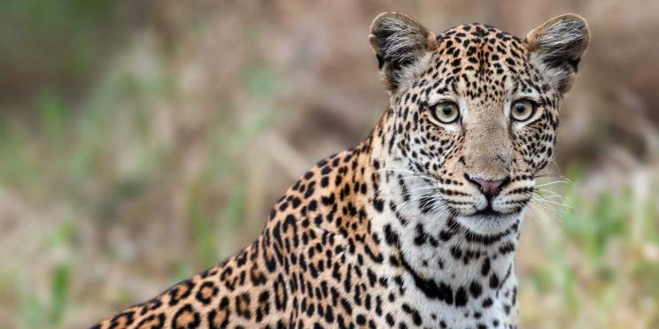 4-Day Big 4- Queen Elizabeth+ Lake Mburo National Park