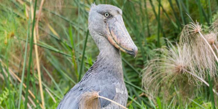 1-Day Shoebill Stork Tracking Tour in Mabamba Swamp