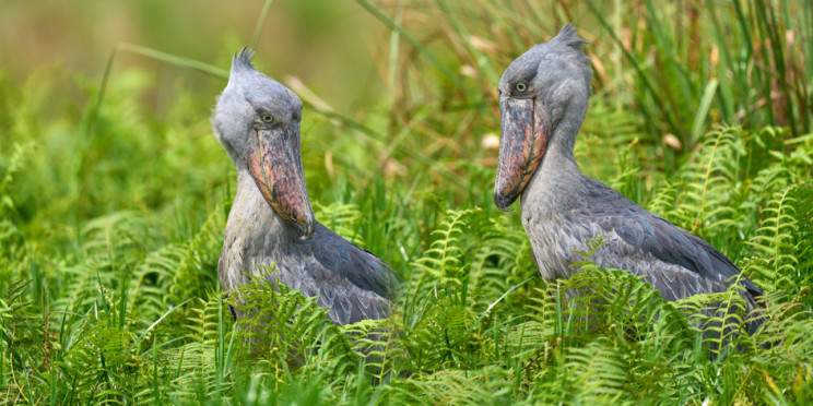 1-Day Mabamba Wetland Birding