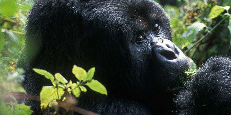1-Day Gorilla Trekking in Uganda from Kigali Rwanda