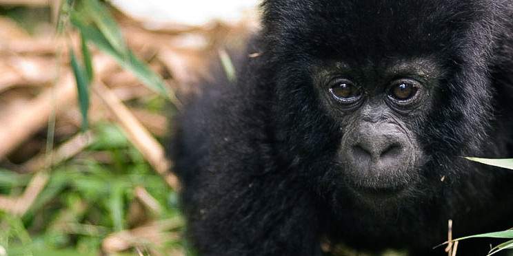 3-Day Gorilla Trekking Budget Safari in Uganda