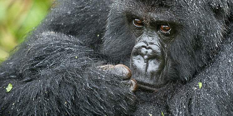 4-Day Uganda Gorilla Trekking & Golden Monkey Safari