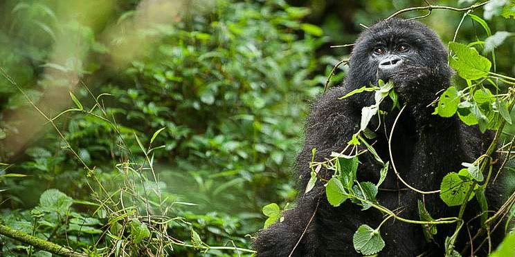 3-Day Luxury Gorilla Trekking with Domestic Flights