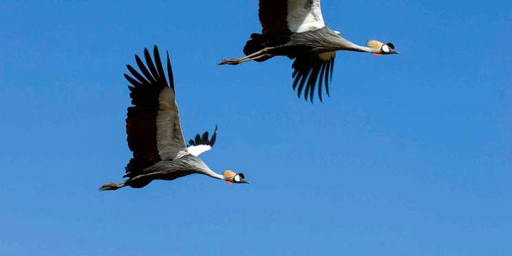 4-Day Uganda Mid Range Tour