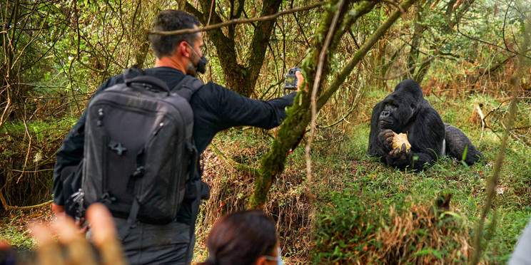 4-Day Uganda Gorillas, Chimps & Punishment Island Safari