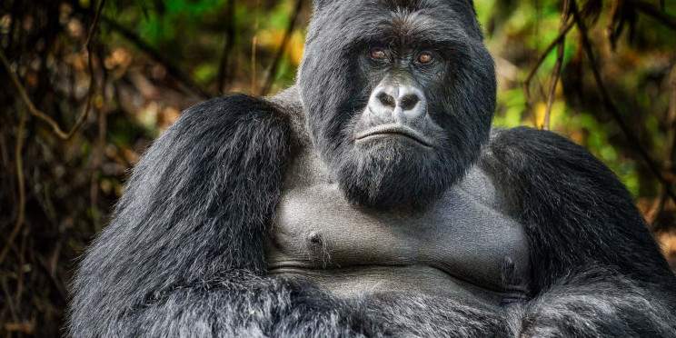 6-Day Rwanda–Uganda Gorilla & Chimpanzee Trekking Safari