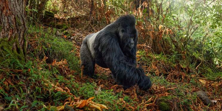8-Day Magical Rwanda Chimpanzee and Uganda Gorilla Trek