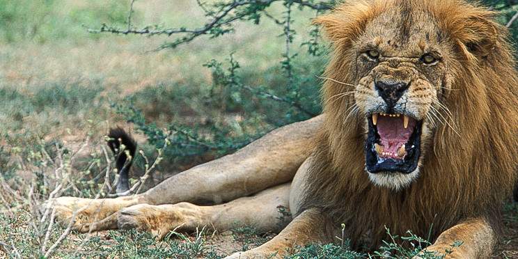 9-Day Mid-Range Wild of Uganda Safari