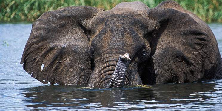 3-Day Murchison Falls Big 5 and Chimpanzee Safari