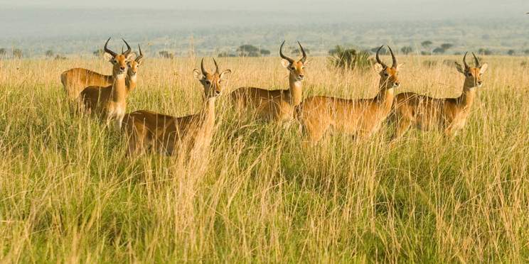 3-Day Murchison Falls Wildlife Trip, Ziwa Rhino Tracking