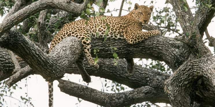 3-Day Big 5 and the Roar of Murchison Safari Adventure