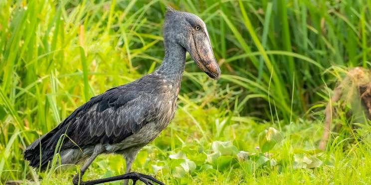 10-Day Wildlife Safari Across Uganda & Rwanda