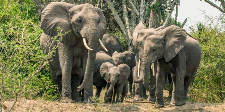 10-Day Ibanga Signature Safari