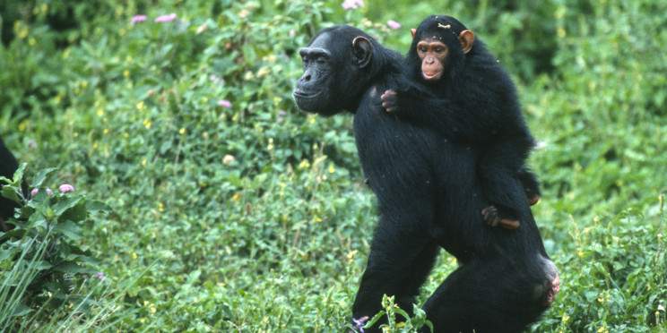 8-Day Safari Holiday Visiting Rwanda and Uganda