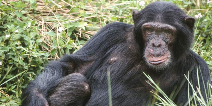 14-Day Combine Big 5 Wildlife and Gorilla Trekking Safari