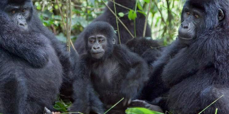 1-Day Gorilla Trekking/Habituation in Uganda Bwindi