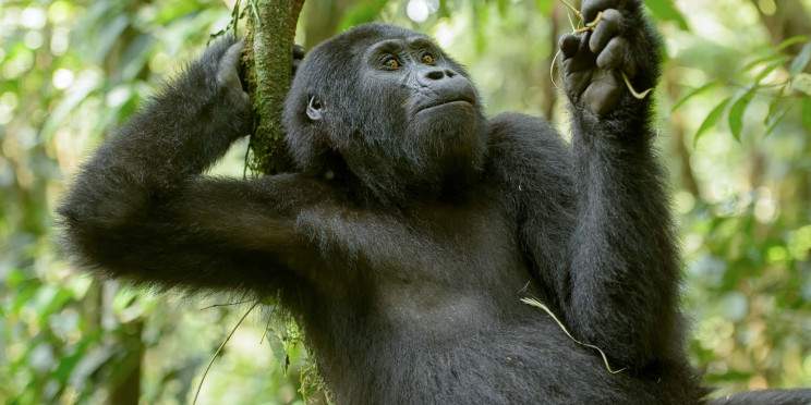 3-Day Budget Friendly Gorilla Trekking Tour
