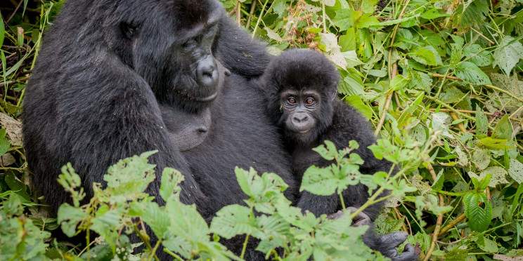 7-Day Mountain Gorilla and Golden Monkey Experience