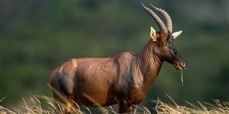 10-Day Uganda & Tanzania Wildlife and Primate Safari