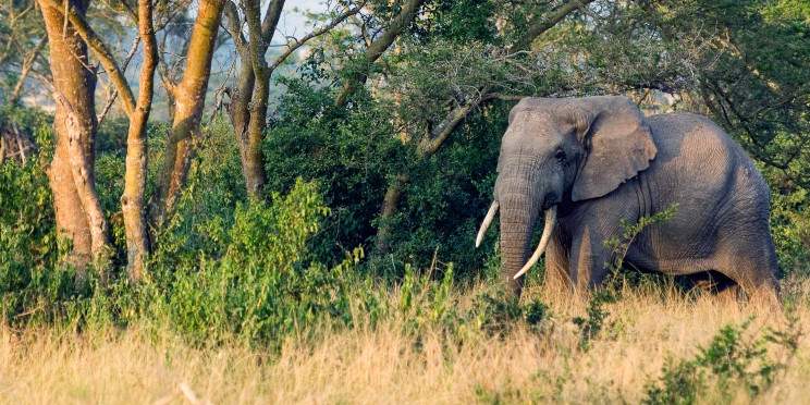 3-Day Queen Elizabeth NP and Kalinzu Forest Tour