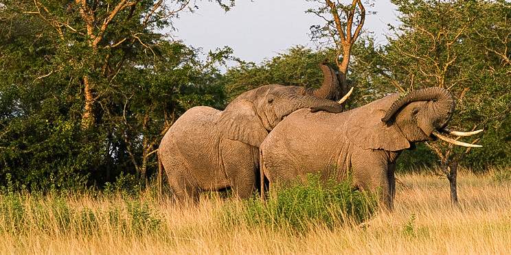 6-Day Queen Elizabeth & Bwindi NP Chimpanzee & Wildlife