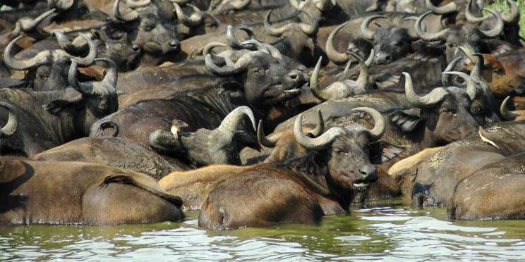 6-Day Uganda Honeymooners Nest