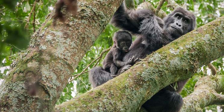 6-Day Volcanoes, Bwindi, Bunyonyi, Queen and Kibale Tour