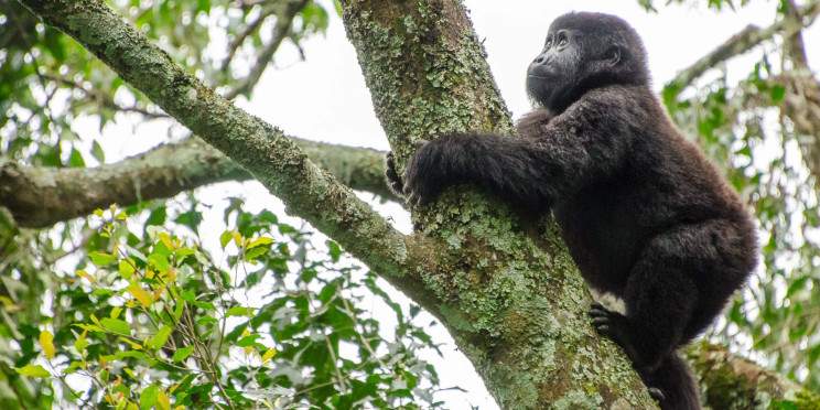 1-Day An Unforgettable Bwindi Gorilla Tour