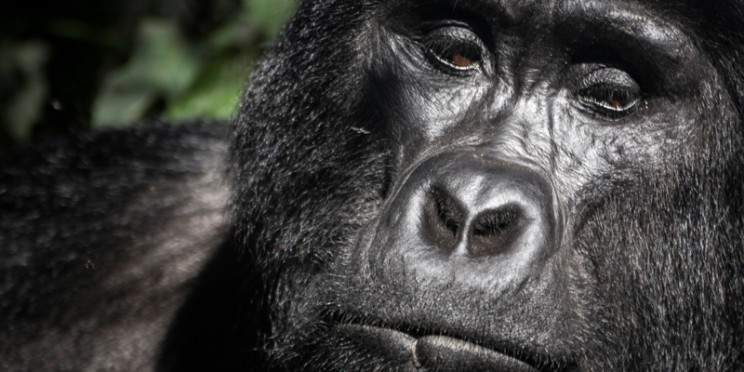 12-Day Uganda Big 5 and Primates Safari