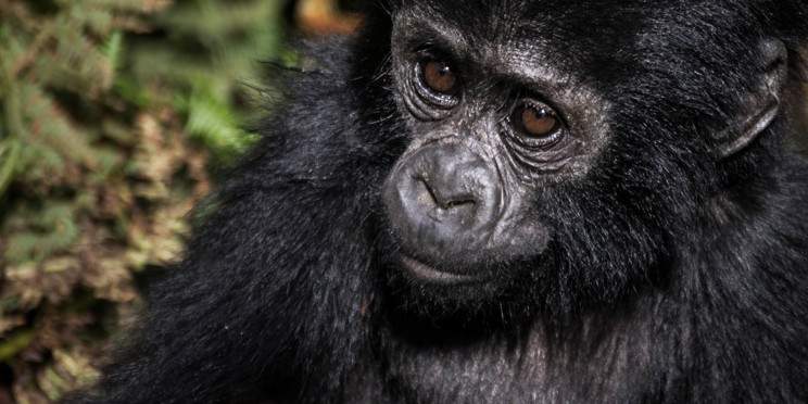 6-Day Primates Safari