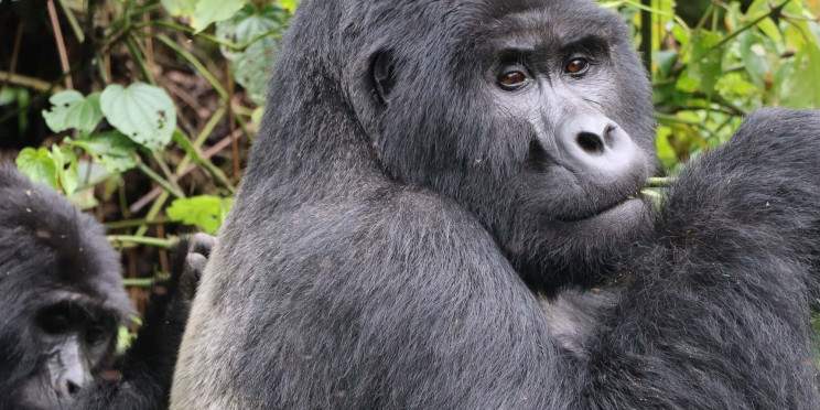 2-Day Bwindi Gorilla Trekking Safari Experience