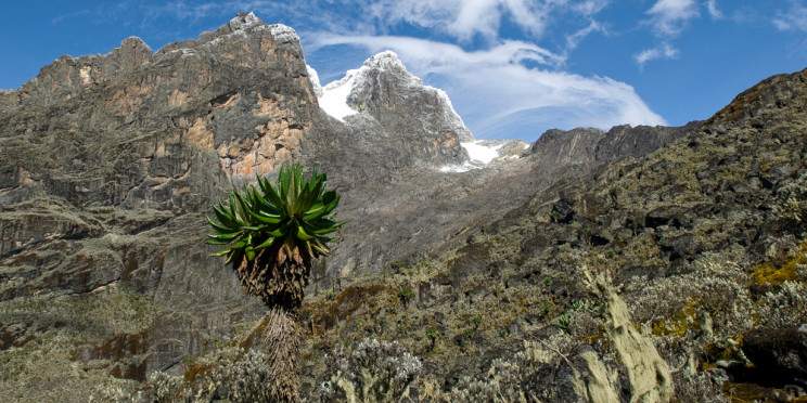 12-Day Rwenzori Mountains & Gorilla Trekking Adventure