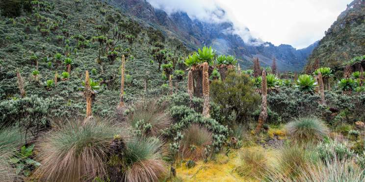 13-Day Rwenzori Trekking & Uganda Wildlife Experience