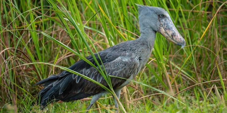 1-Day Mabamba Wetland Shoebill Excursion