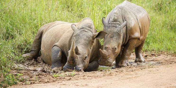 3-Day Murchison Falls Uganda Safari