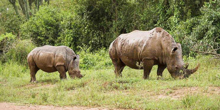 3-Day Murchison Falls Big 5 Safari & Ziwa Rhino Tracking