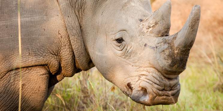 12-Day Rwenzori Trekking & Uganda Wildlife Experience