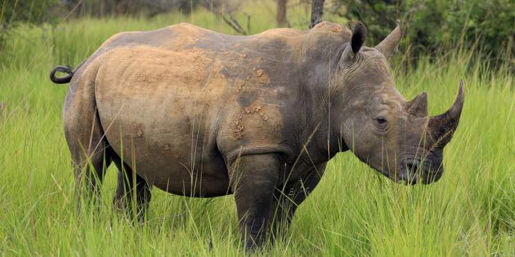 5-Day Best of Big Five Uganda and Rwanda Hoilday Safari