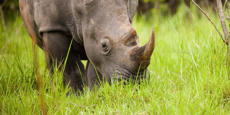 8-Day Uganda's Famous Wilderness Safari
