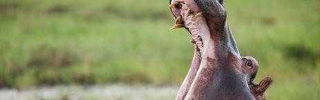8-Day Highlights of Kafue Safari
