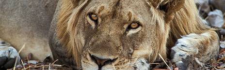 6-Day Safari Serenity - Discover South Luangwa's Heart