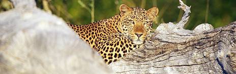 4-Day Private Retreat at Kauluzi House
