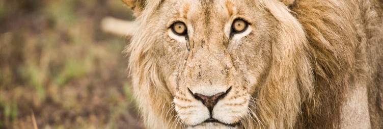 Central Kafue National Park
