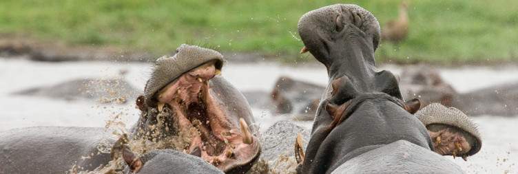 Kafue National Park