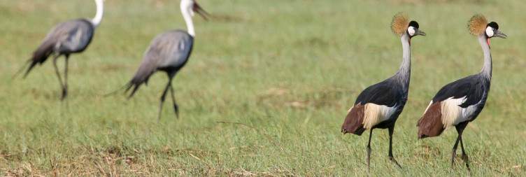 Game drive transfer to Fig Tree Bush Camp