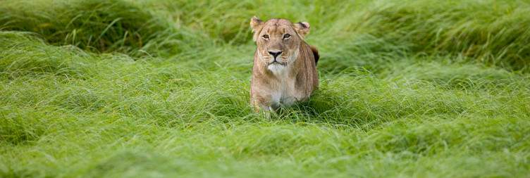 Kafue National Park