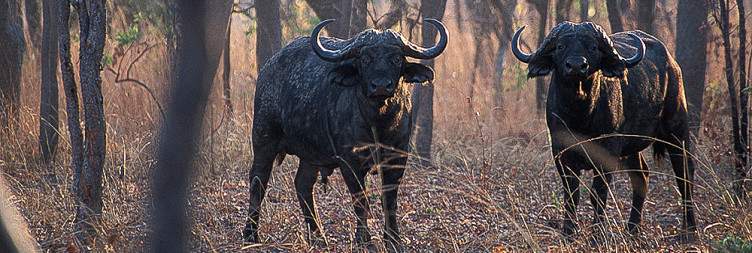 Explore Kafue National Park from Ila Safari Lodge